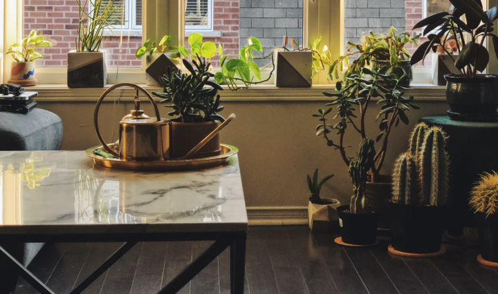 An image of multiple plants indoors, and a watering can on a small table.